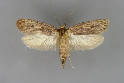 brown house moth