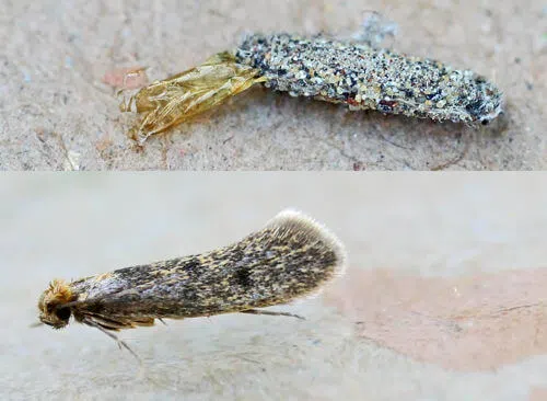 case bearing clothes moth